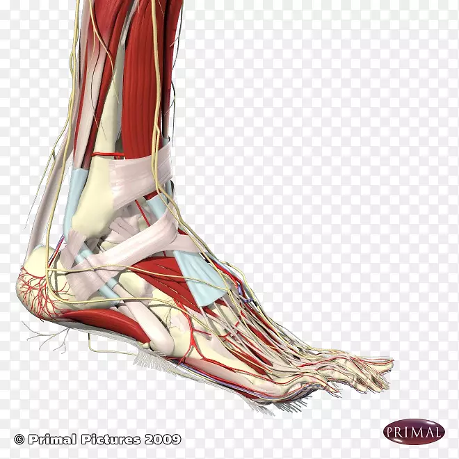 足跟踝关节人体解剖
