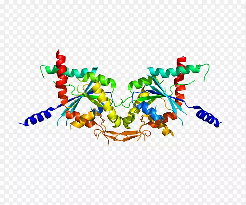 蛋白间隔素基因-形态发生