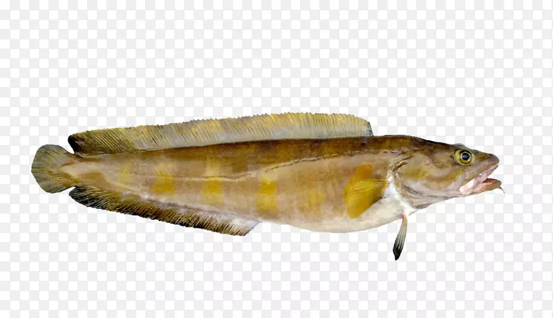 挪威鳕鱼海鲜鱼