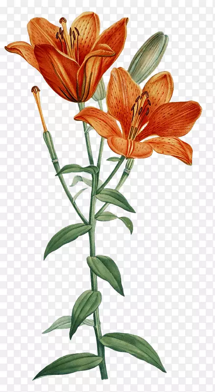 橙色百合印花艺术花卉设计-花卉