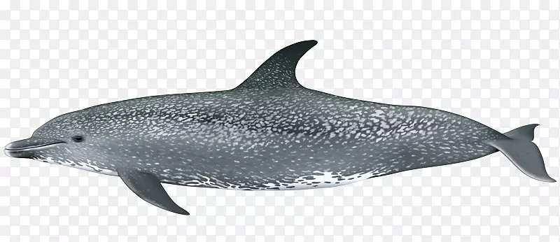 普通宽吻海豚短喙普通海豚粗齿海豚图库溪白嘴海豚