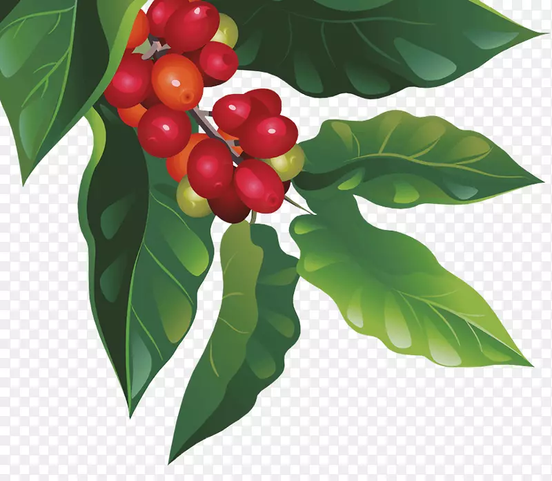 可持续性咖啡-可持续农业-洪都拉斯圣克里斯托巴尔·拉古纳咖啡