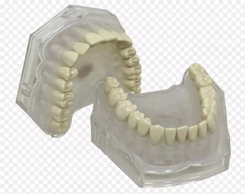 人类牙型颌骨牙科-颌骨