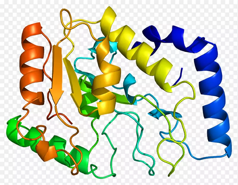 尿嘧啶-DNA糖基化酶人基因组核糖体蛋白