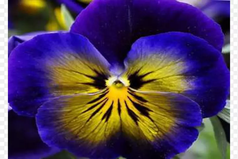 潘西紫罗兰种子花瓣阳台-紫罗兰
