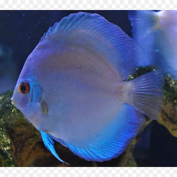 水族馆海洋生物珊瑚礁鱼Pomacentridae