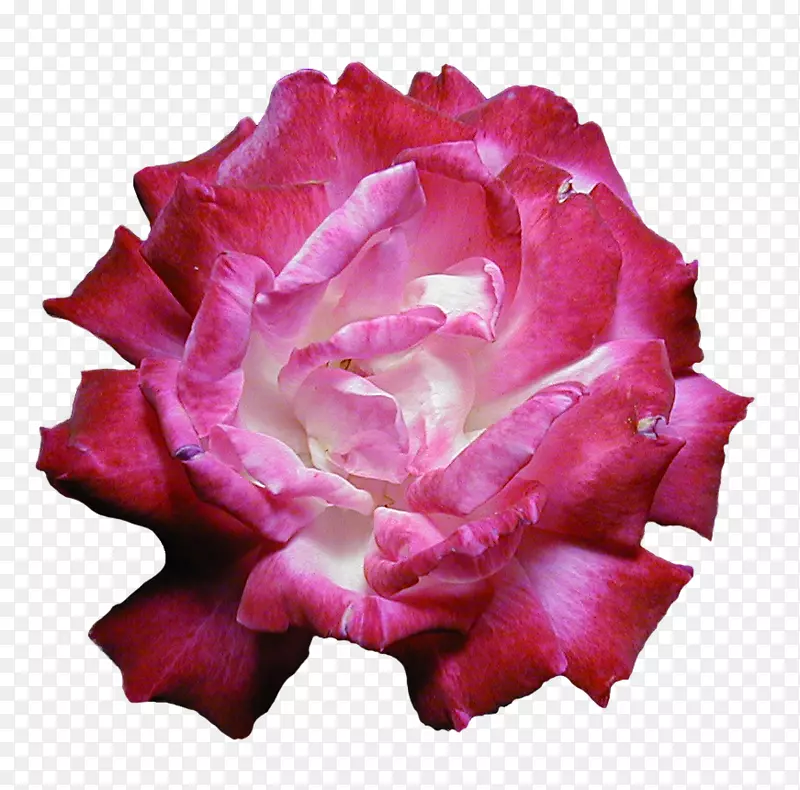 花园玫瑰粉红色牡丹花设计-牡丹