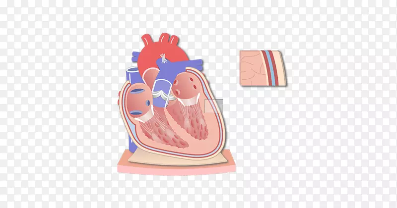 心包心脏解剖冠状面浆膜-心脏