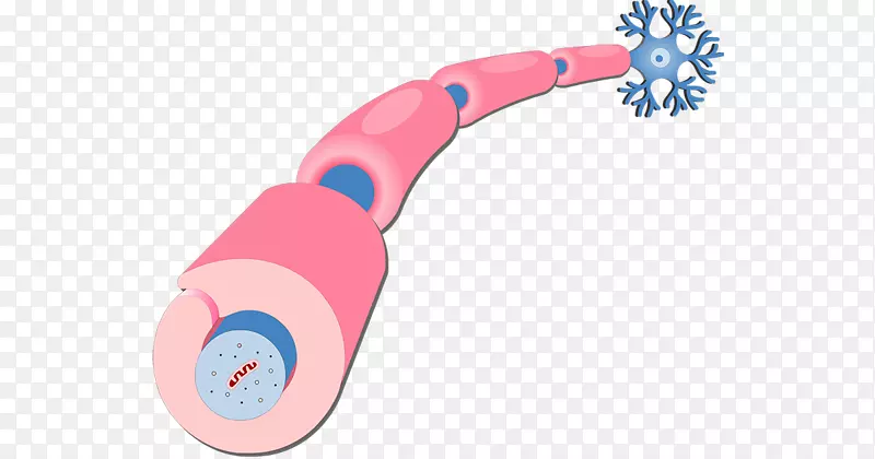 雪旺细胞髓鞘轴突神经元-雪旺细胞