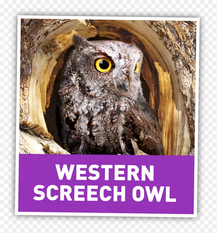 OWL Colchester联合F.C.摄影书-东方尖叫猫头鹰