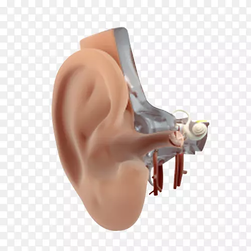 听力-外耳