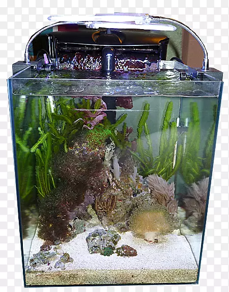 鱼类饲养水族馆-Carassius auratus DNI akwarystyki生态系统水生植物
