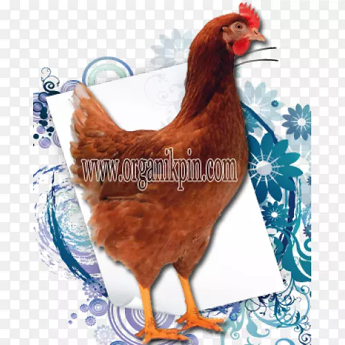 罗德岛红鸡马来鸡品种-罗德岛红鸡