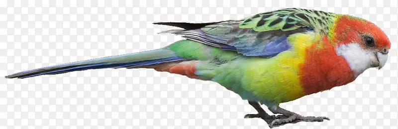 金刚鹦鹉鸟洛里尼鹦鹉喙-东方蓝知更鸟