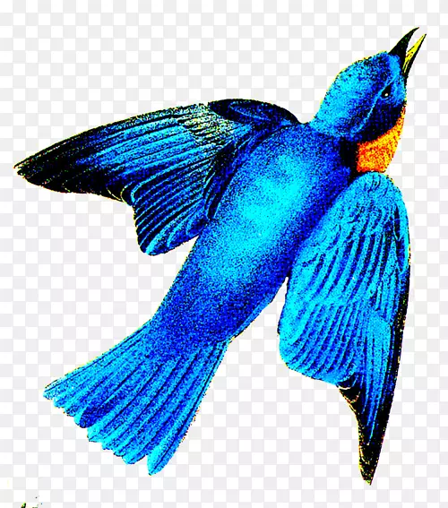 喙、钴蓝、羽毛、尾巴、传粉者-东方蓝知更鸟