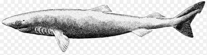 虎鲨格陵兰鲨太平洋睡鲨大西洋尖鼻鲨晒伤鲨鱼