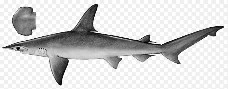 虎鲨扇贝