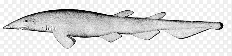 深水猫鲨，大灯笼鲨，大白鲨，大白鲨