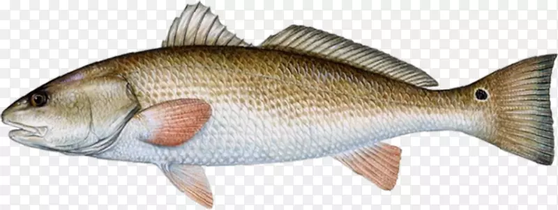 佛罗里达红鼓鱼捕捞-大西洋鳕鱼
