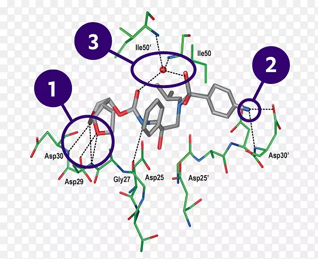 达鲁纳韦hv-1蛋白酶cobicistat分子结合蛋白酶抑制剂解离常数