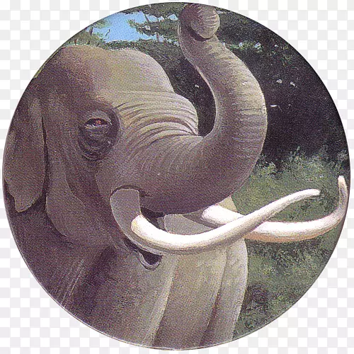印度象非洲象牙野生动物亚洲象