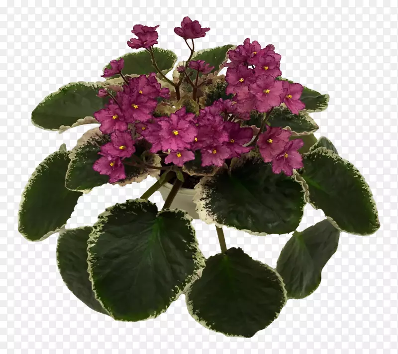 花盆紫一年生草本植物-非洲紫罗兰