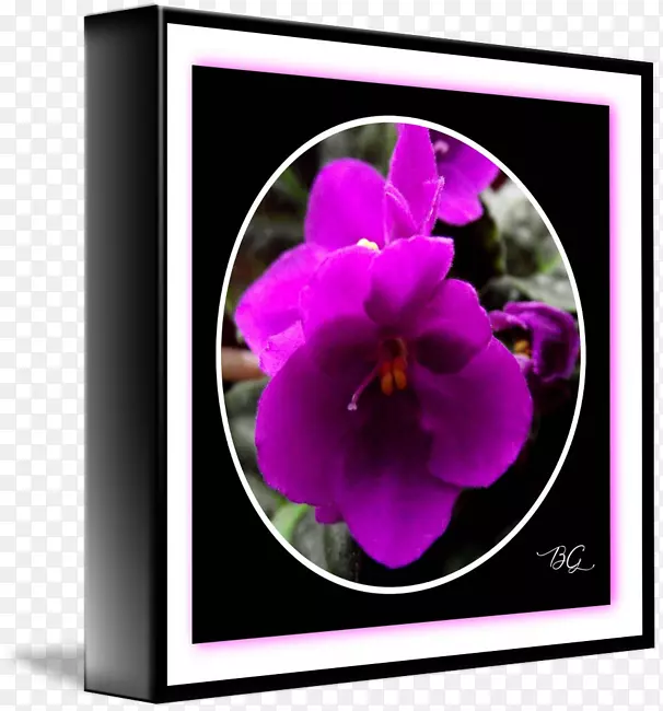 潘西紫罗兰花瓣-非洲紫罗兰