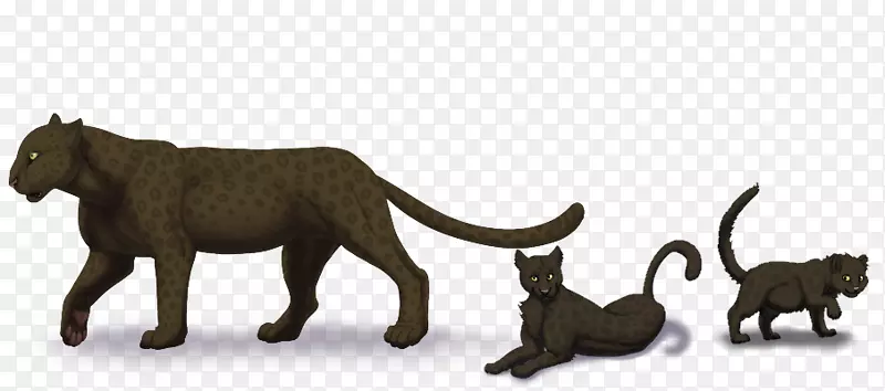 大猫陆生动物美洲狮野生动物-非洲豹