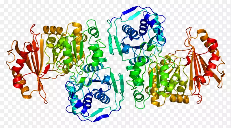 PGM 1酶基因磷酸谷胱甘肽酶蛋白