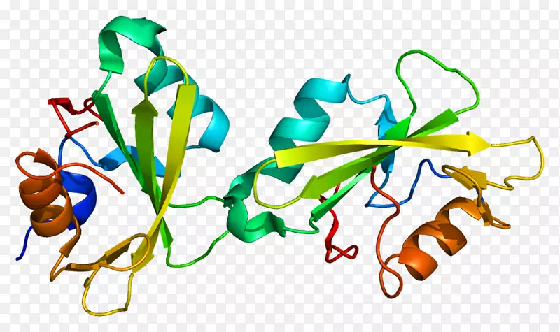 s2b1信号转导适配器蛋白基因神经生长因子