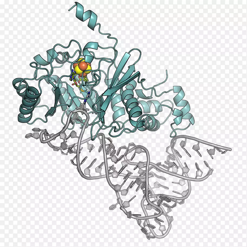蛋白质分子生物学遗传学RNA DNA科学