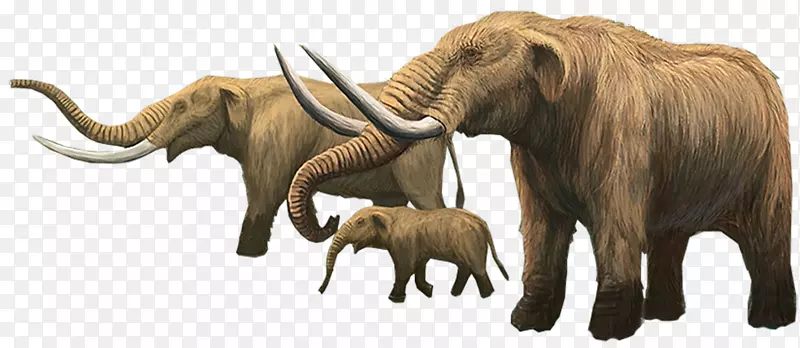 印度象，非洲象，猛犸象，象牙象，大象和猛犸象