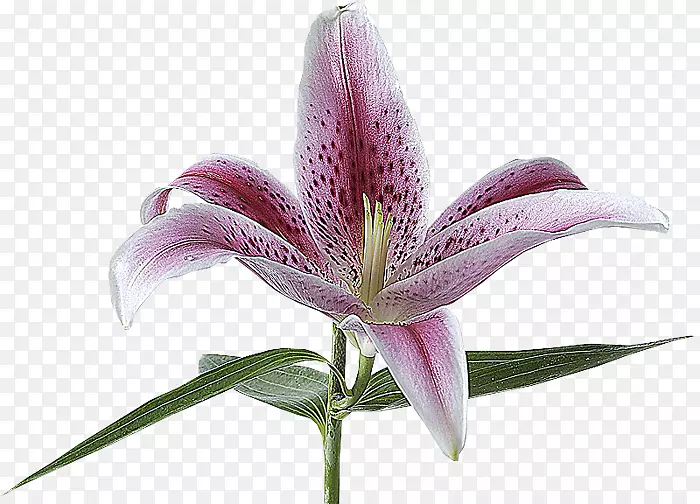 百合花百合‘星眼’
