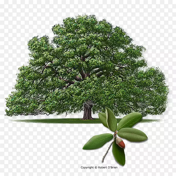 南方活栎、苏马第栎、得克萨斯州活栎、麻栎、七姐妹橡树
