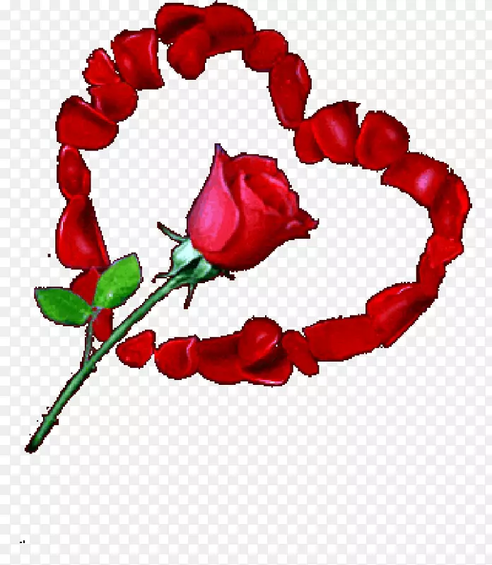 心玫瑰象征花爱-心