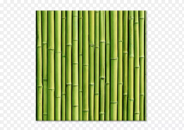 热带木本竹纸竹林幸运竹壁纸