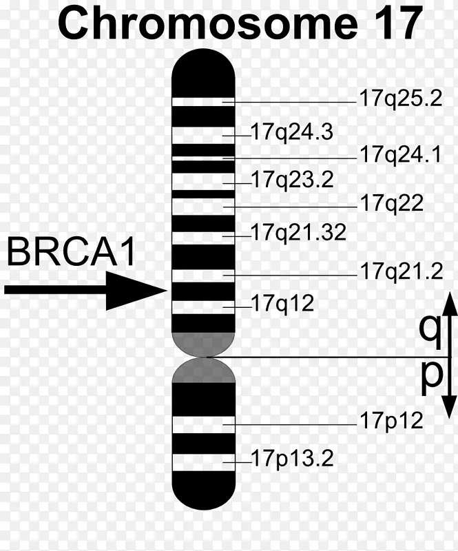 BRCA 1 BRCA突变基因BRCA 2