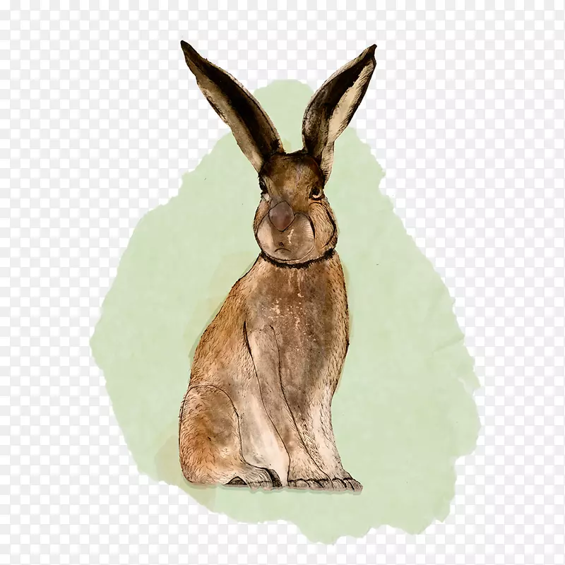 野兔野生动物-兔