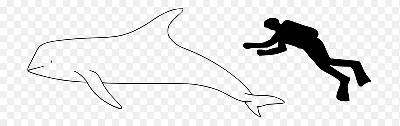 马尾兰，伊洛瓦底江海豚，独角鲸-马