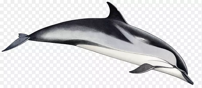 普通宽吻海豚短喙普通海豚条纹海豚图库溪粗齿海豚