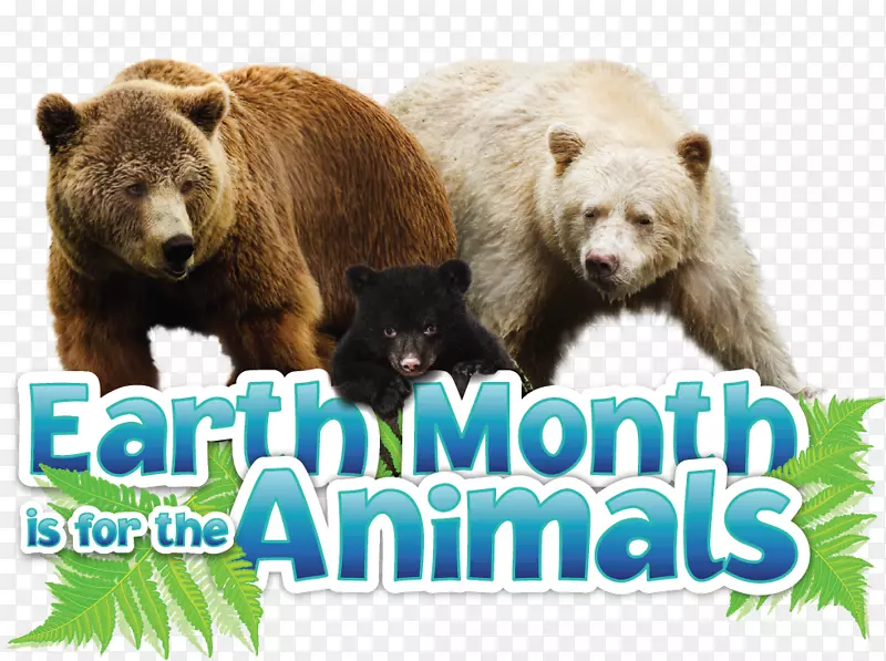 灰熊，棕熊，北极熊，灰狼，动物-北极熊