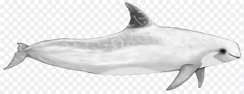 普通宽吻海豚短喙普通海豚图库溪粗齿海豚旋转海豚