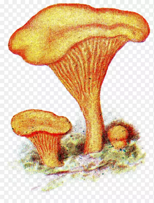 香根草菌，木菇，香菇，坎塔瑞尔？皮雷乌斯-蘑菇先生