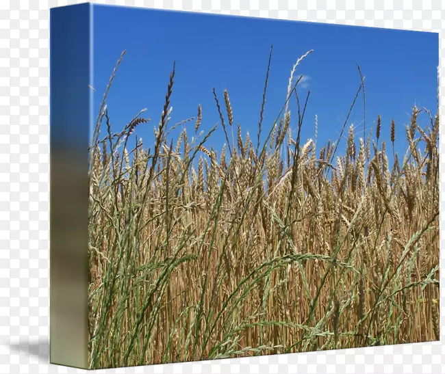 小黑麦香根病黑麦生态区草原全麦面粉