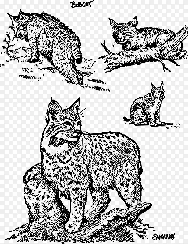 胡须野猫山猫剪贴画