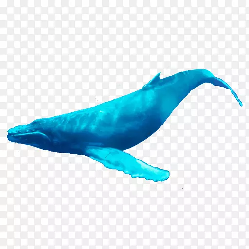 海豚甲壳动物座头鲸尾海豚