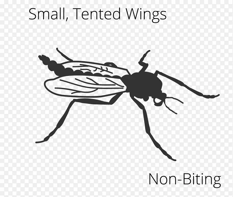 蚊虫翅飞夹艺术-蚊子