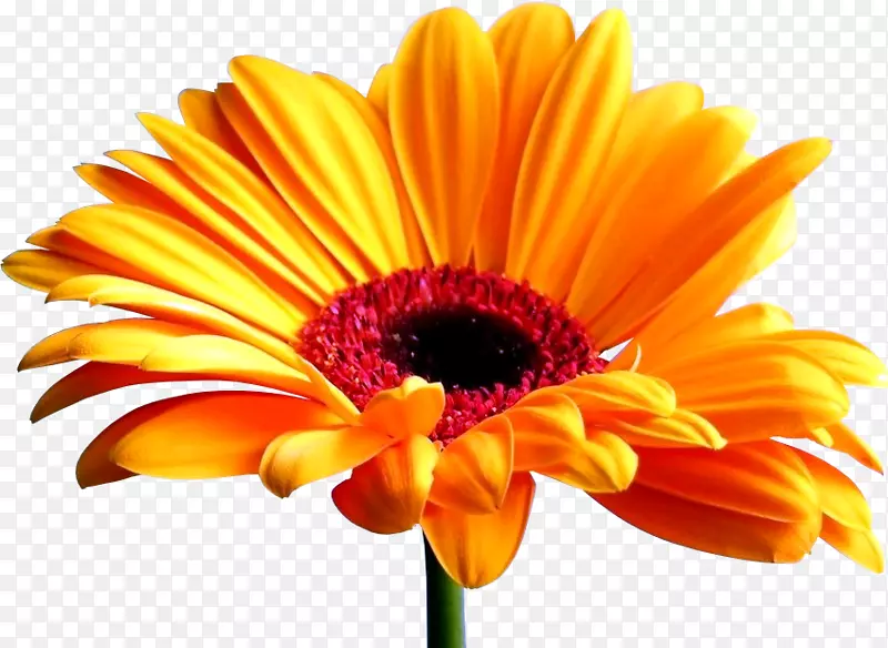 特兰士瓦雏菊桌面壁纸普通向日葵屏保-花