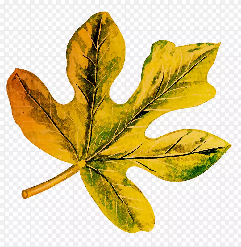 叶植物茎叶