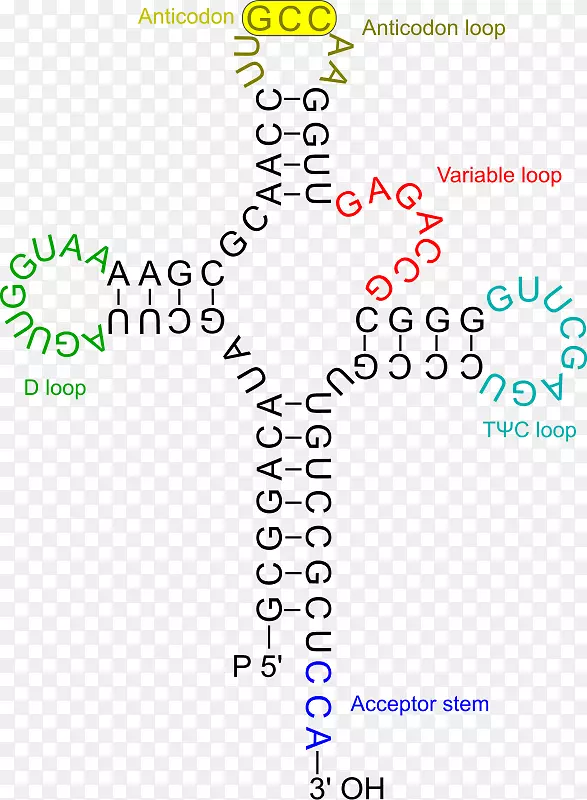 转移RNA氨基酸dna RNA病毒-电子资金转移